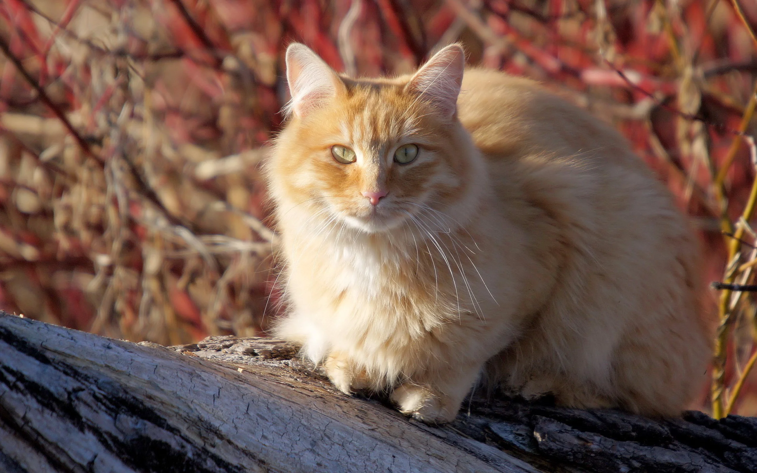 кошка, киса, кот