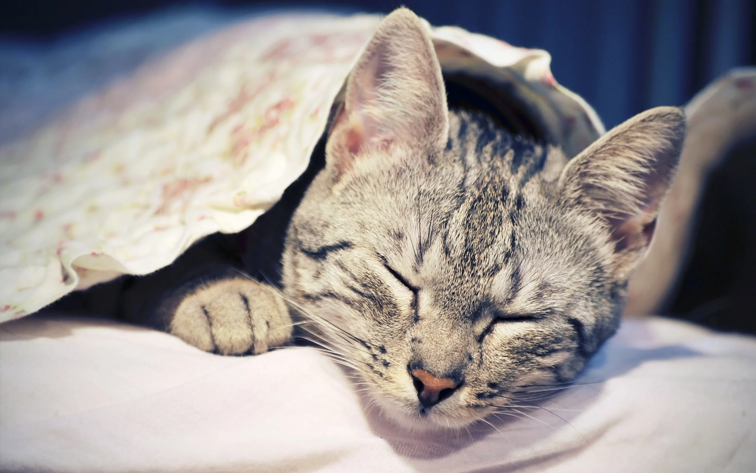 кошка, киса, кот