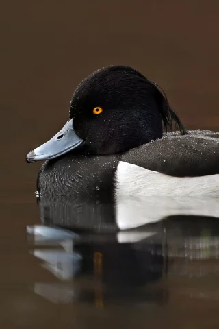 птица, птичка