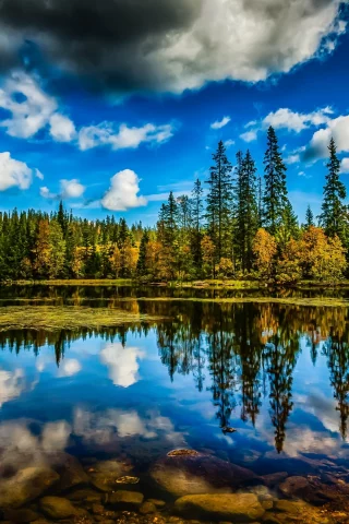лес, небо, облака, деревья, озеро, отражение