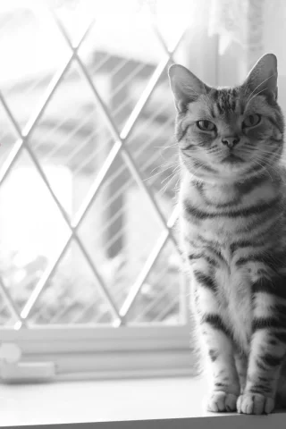 окно, цветы, взгляд, кошка