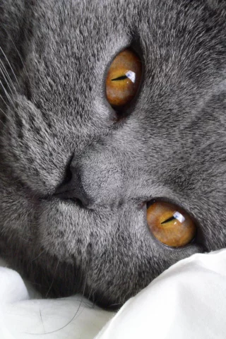 кошка, киса, кот