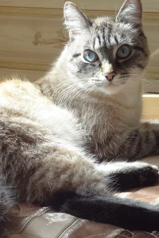 кошка, киса, кот