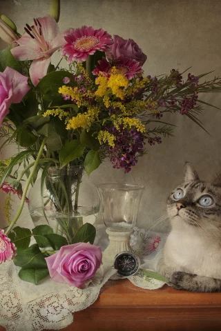 кошка, киса, кот