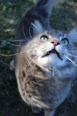 кошка, киса, кот