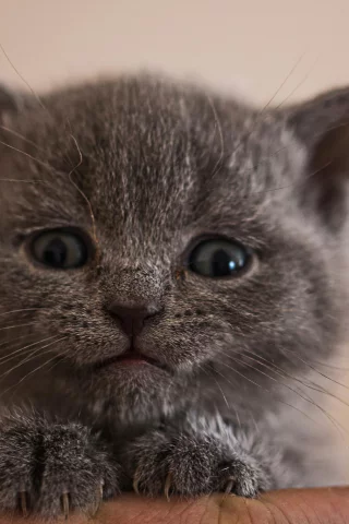 кошка, киса, кот