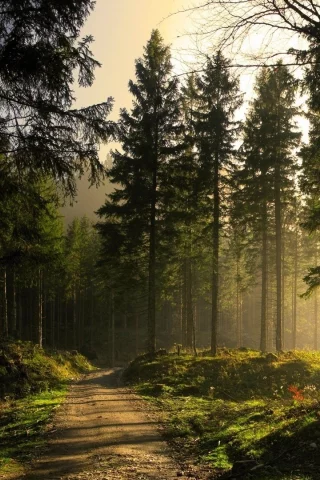 лес, дорога, forest, road, trees, sunrise, grass, green, fence, leaves, mist, moss, morning, trees, forest, fallen, park, green, nature, landscapes, trees, forest, trail, woods, leaves, fence, sunrise, see, sun, day, summer, wide