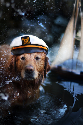 вода, кораблик, брызги, фуражка, пёс, ретривер, животное, собака