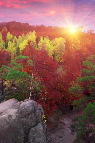 лучи, деревья, верхушки, солнце, камни