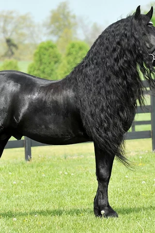 конь, жеребец, лошадь, луг, horse, friedrich, great, stallion, horse, meadow, sun, summer, see, front, black, smile, flowers, field, sun, summer, see, nice, wide