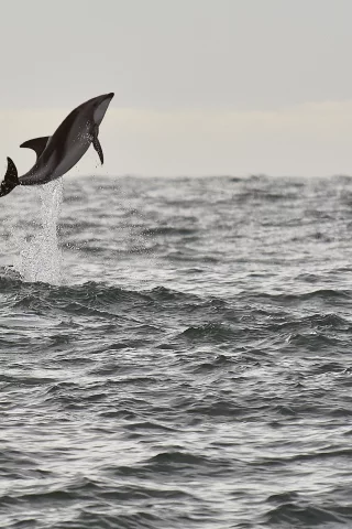 sea, wildlife, dolphin, seascape, jump, splash