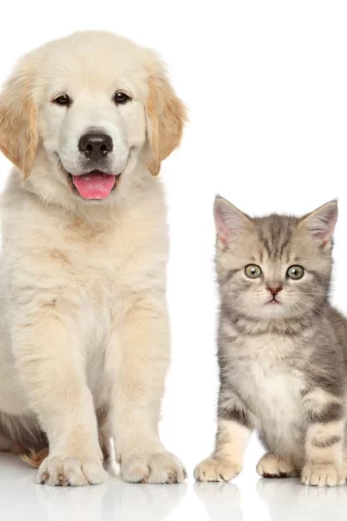 друзья, котенок, ретривер, puppy, щенок, малыши, kittens