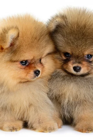 щенки, пушистые, puppy, милые, малыши, шпиц