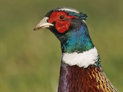 фазан, птица