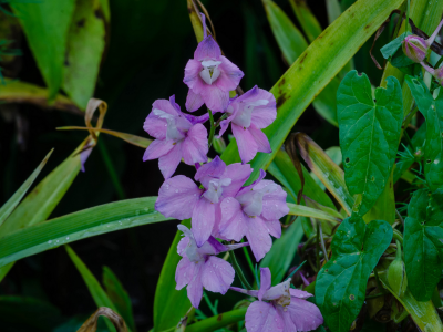 орхидеи, цветы