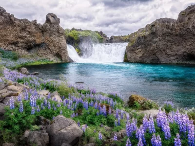 цветы, река, водопад