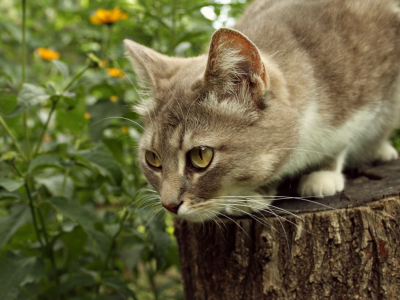 кошка, киса, кот