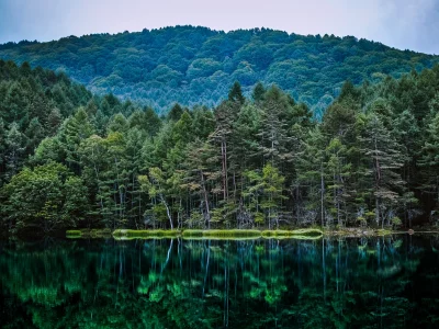 природа, леса, отражение, водоем