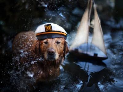 вода, кораблик, брызги, фуражка, пёс, ретривер, животное, собака