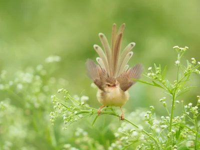 птица, природа