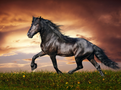 конь, жеребец, лошадь, луг, horse, stallion, horse, meadow, sun, summer, see, front, black, smile, flowers, field, sun, summer, see, nice, wide