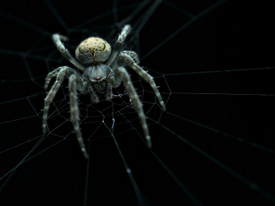 web, ambush, spider