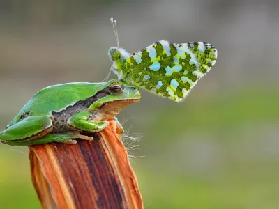 frog, freedom, crwon, butterfly
