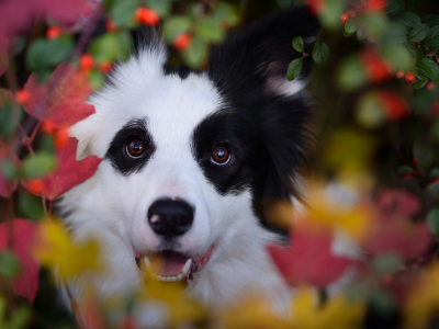 осень, бордерколли, ягоды, листья, ветки, морда, пёс, природа, животное, собака