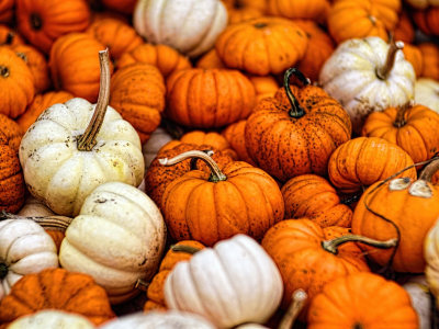 autumn, fall, gourds