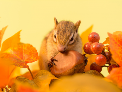 осень, бурундуки, ягоды, орехи, листья