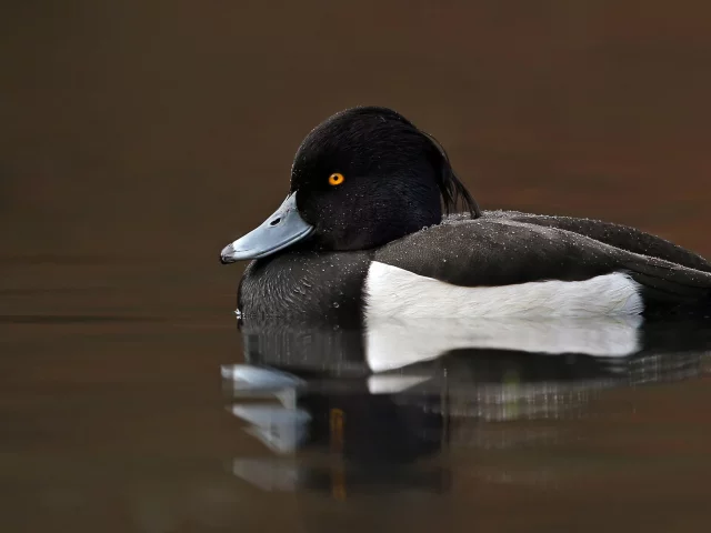 птица, птичка
