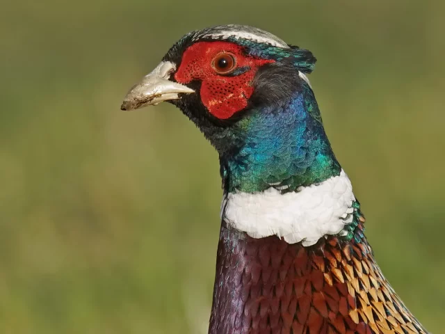 фазан, птица