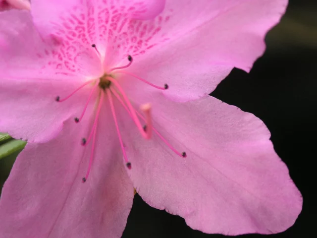 pink, azalea
