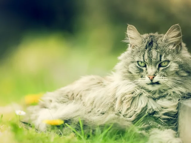 кошка, киса, кот