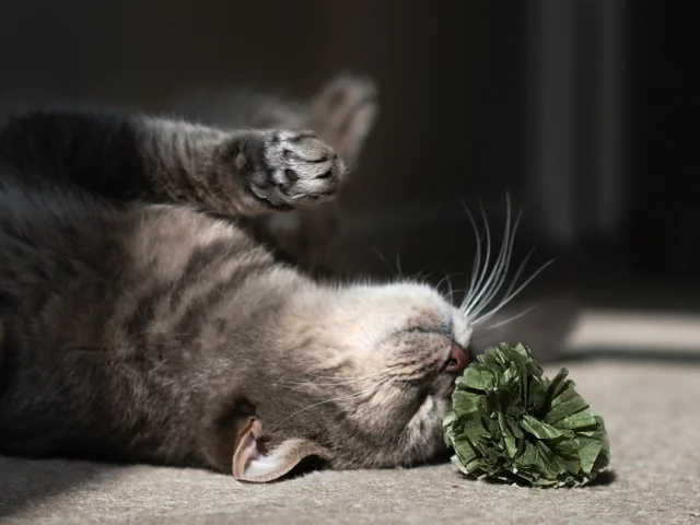 кошка, киса, кот