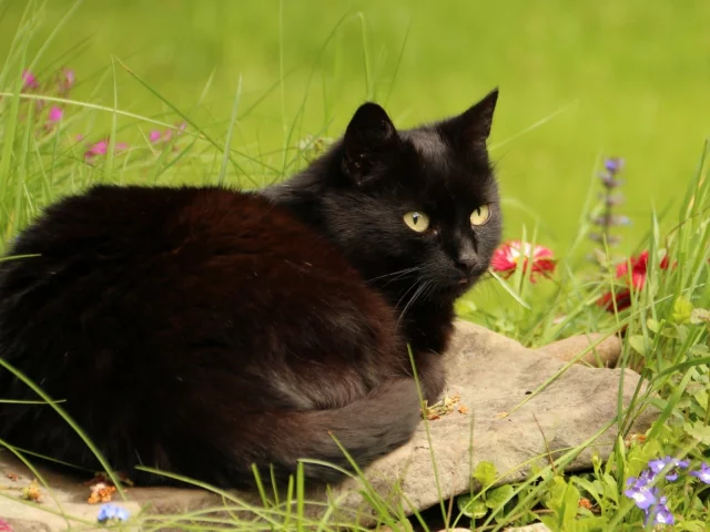 кошка, киса, кот