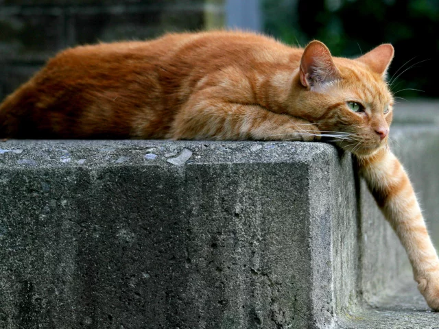 кошка, киса, кот