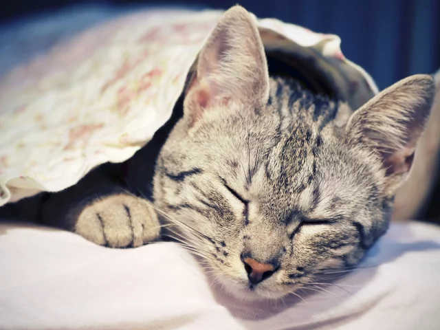 кошка, киса, кот