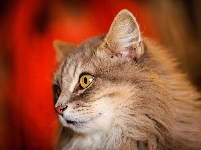 кошка, киса, кот