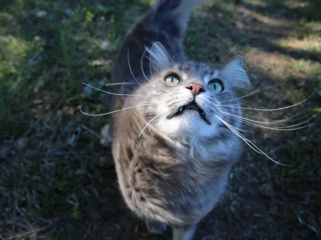кошка, киса, кот