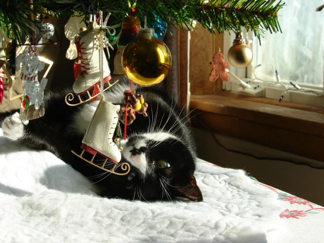 кот, кошка
