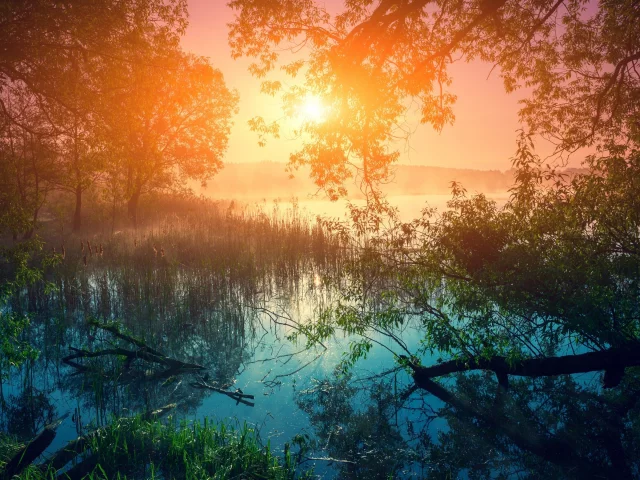 лес, река, трава, рассвет, деревья, камыши, туман, утро, солнце