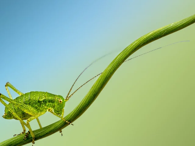insect, cricket, branch