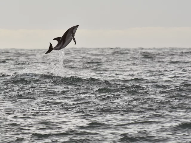 sea, wildlife, dolphin, seascape, jump, splash