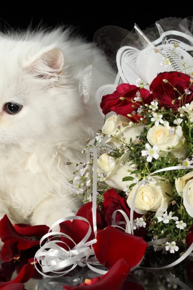 кошка, киса, кот