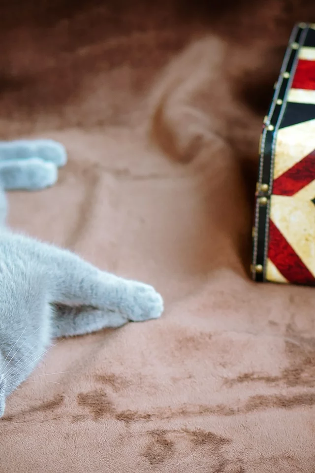 кошка, киса, кот