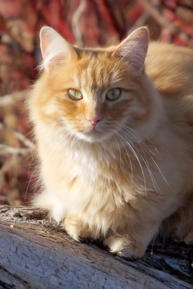 кошка, киса, кот