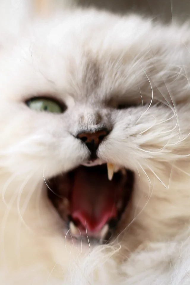 кошка, киса, кот