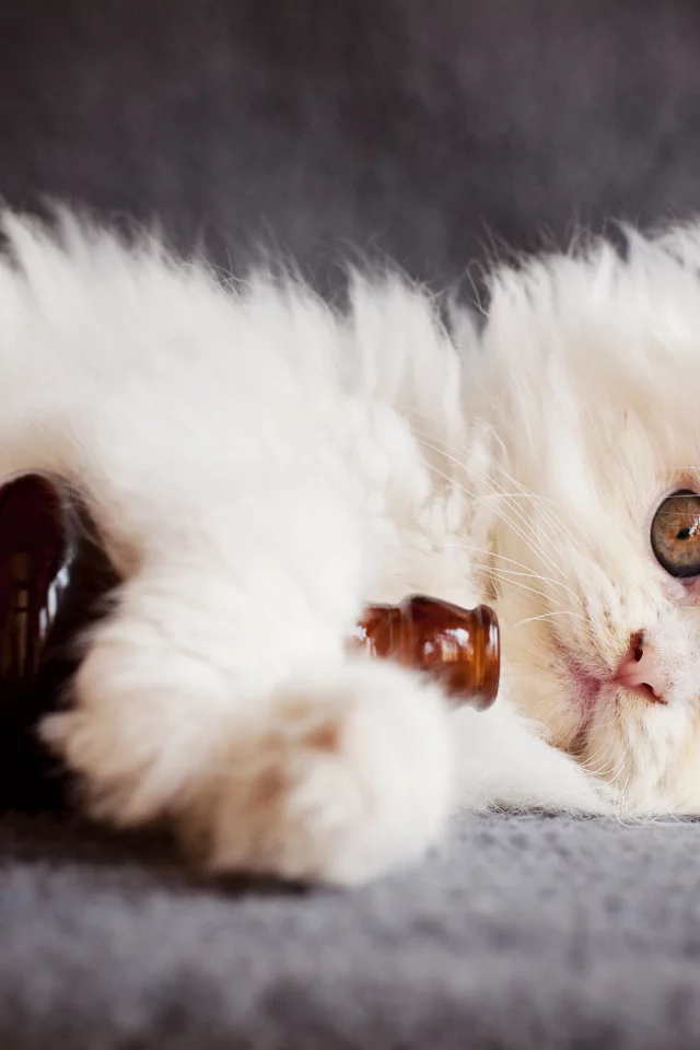 кошка, киса, кот