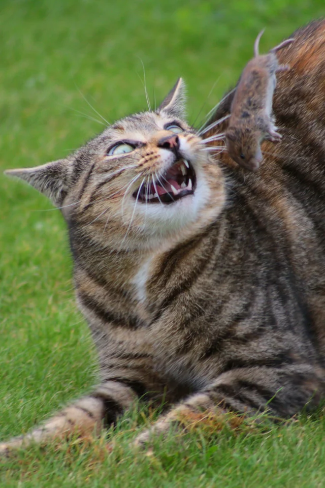 кошка, киса, кот